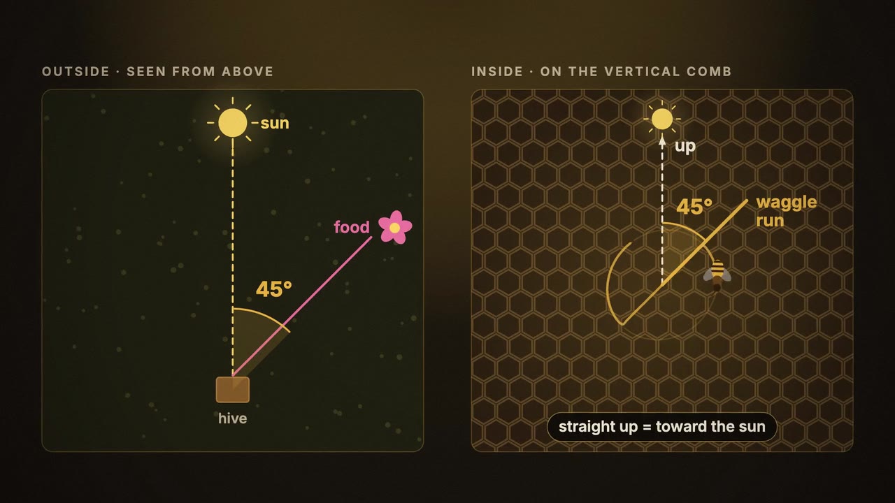A diagram of the waggle dance: the angle to the sun outside becomes the angle to vertical on the comb.